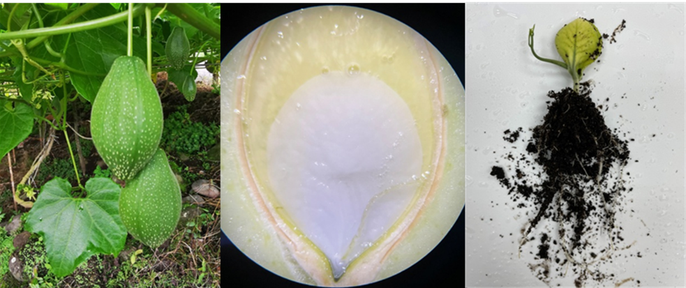 semilla Sechium